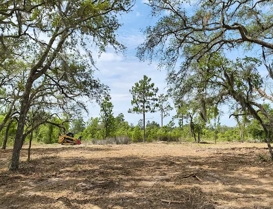 Live oak hammock in Dunnellon FL cleared by West Marion Forestry Mulching