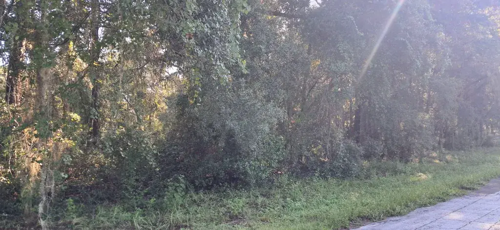 Before: dense overgrown trees and brush along a commercial fence line in Citrus Springs, FL, with Spanish moss and a paved path in the foreground