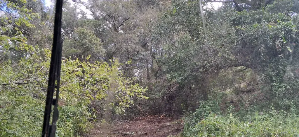In Progress: a dirt equipment path opening through wooded overgrowth along the commercial fence line in Citrus Springs, FL